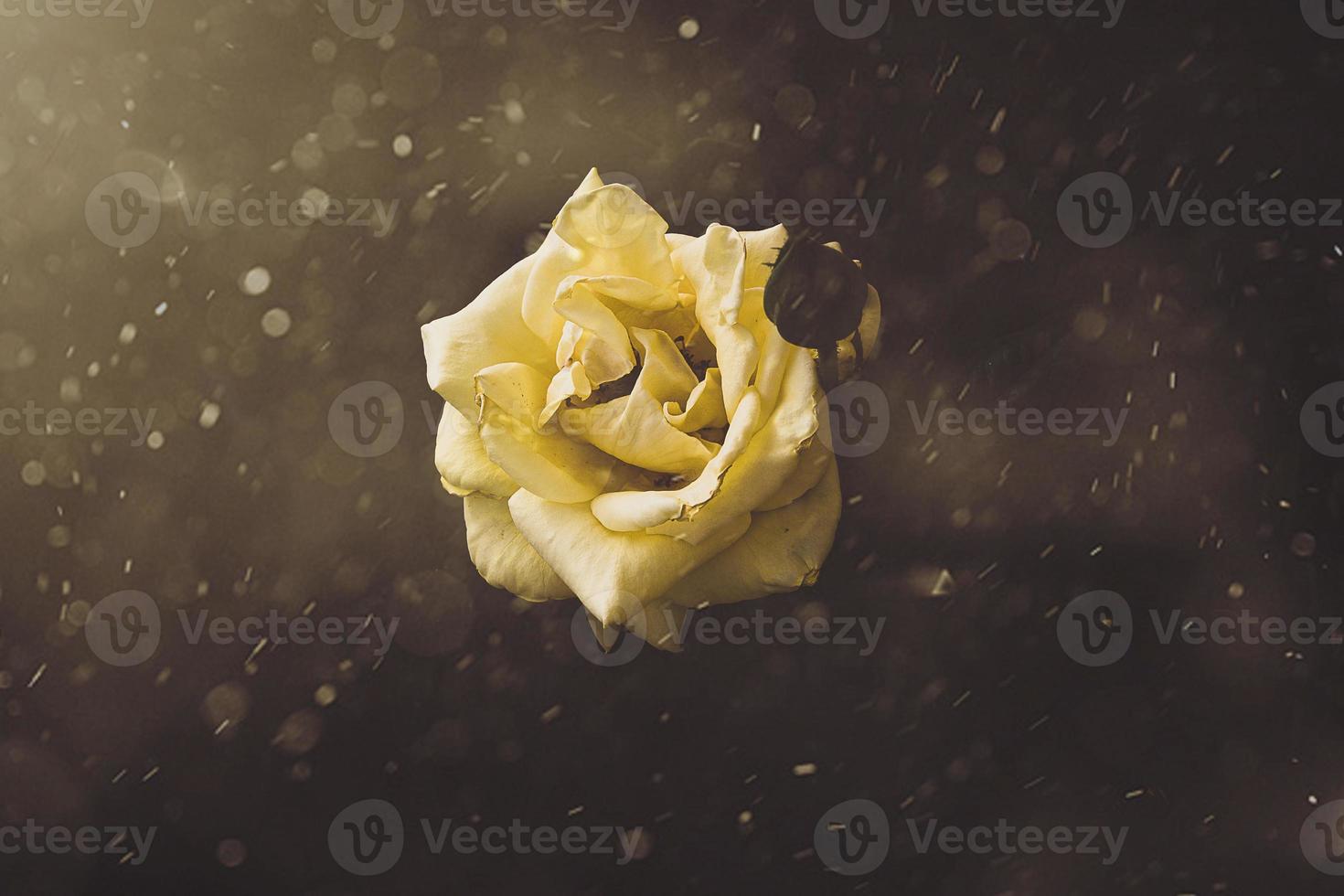 yellow rose in the summer garden on a dark background photo