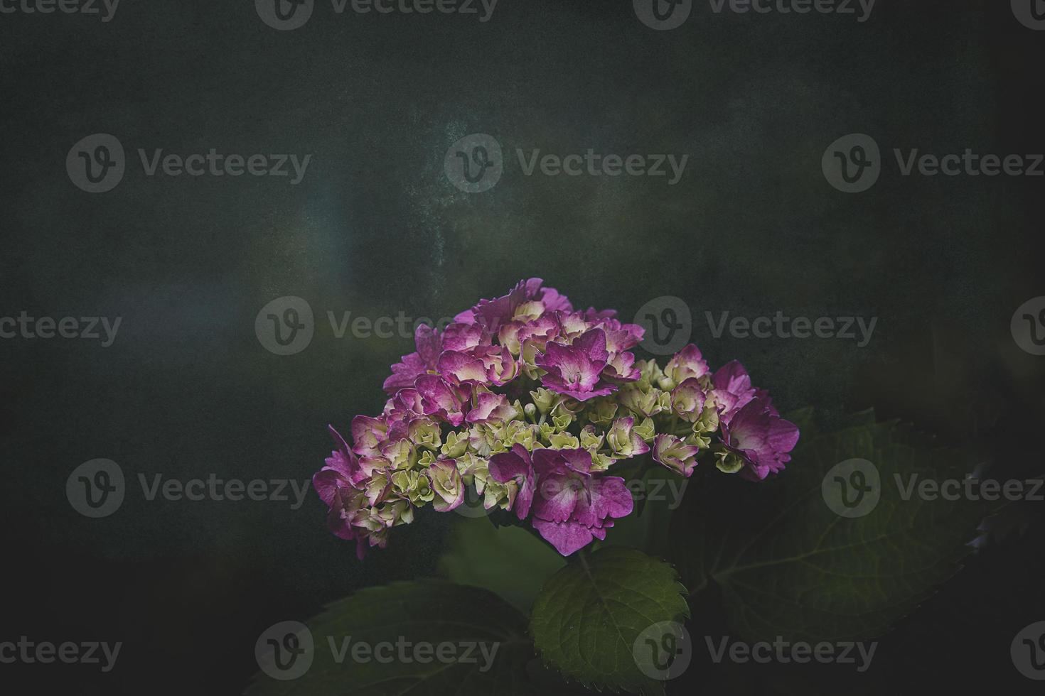 flowers pink hydrangea in the garden against the background of green leaves close-up photo