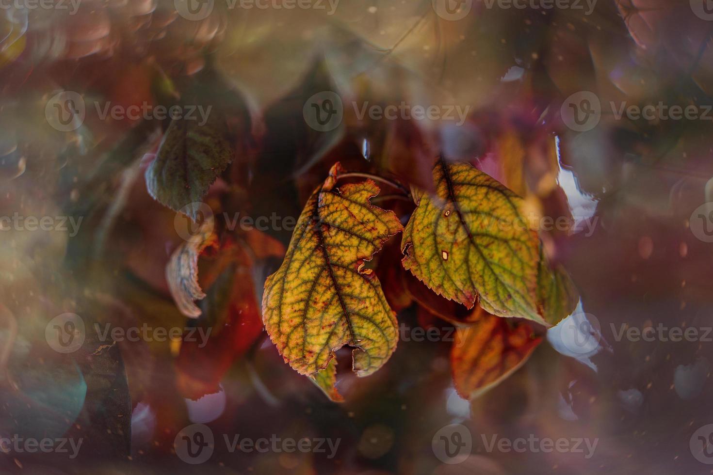 autumn gold brown leaves on a tree on a sunny day with bokeh photo