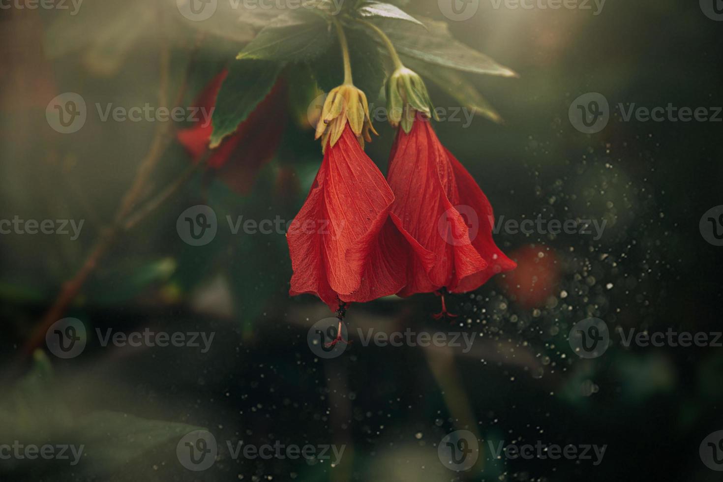 hibiscus flower on a green tree in the warm rays of the sun photo