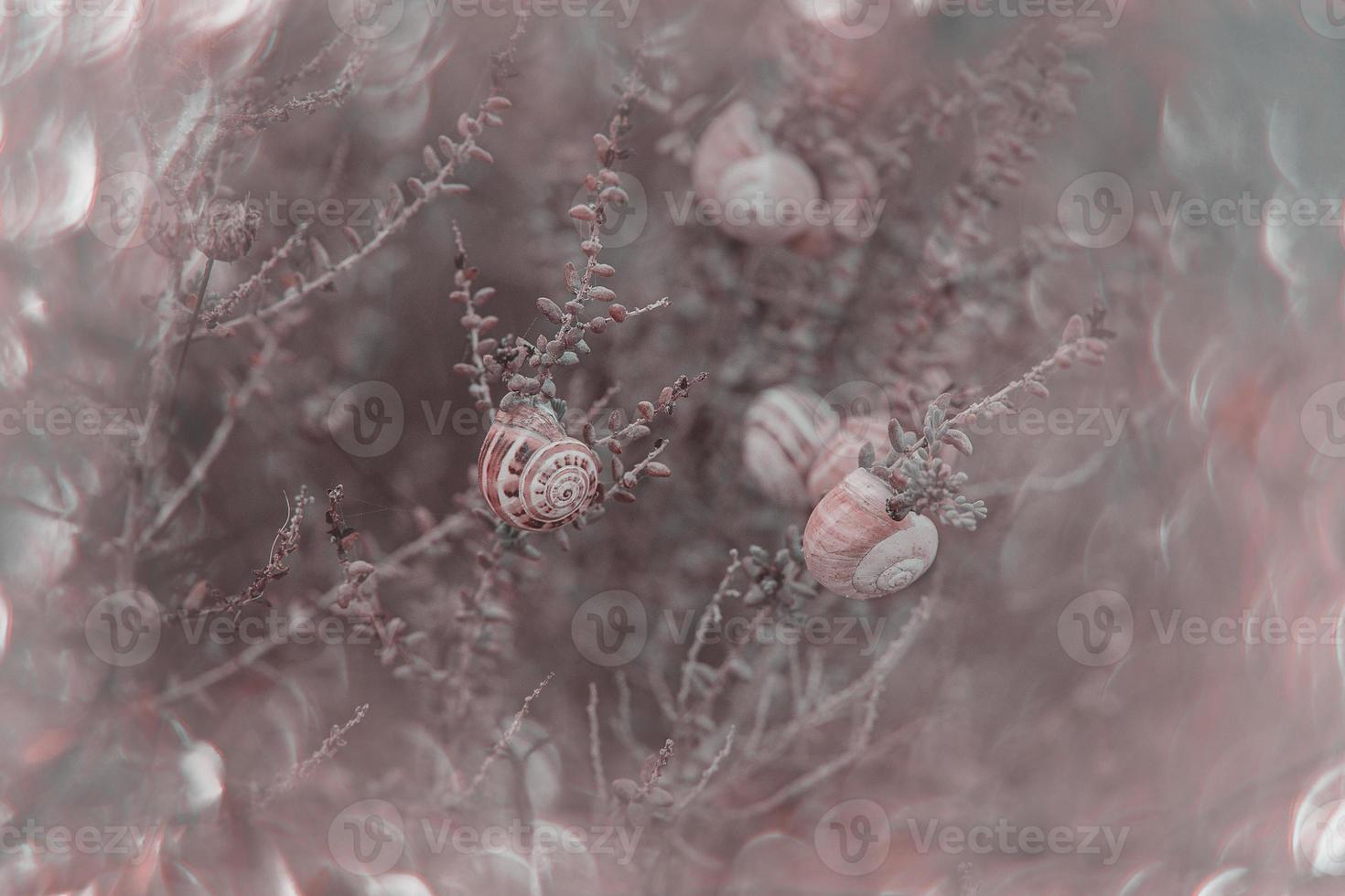 snail on a bush in an autumn day natural minimalist bokeh background photo