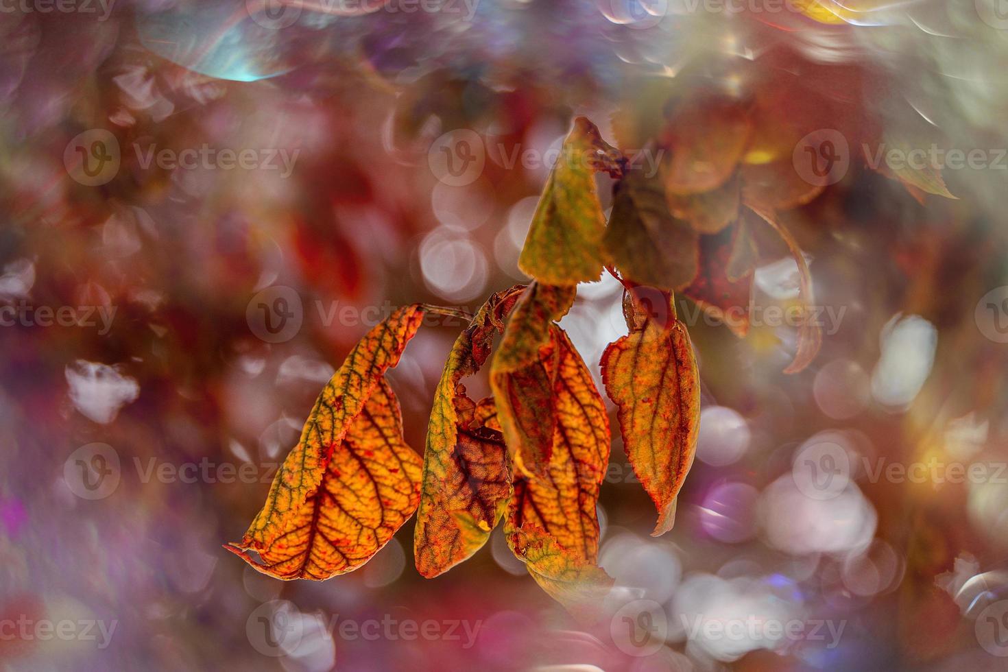 otoño oro marrón hojas en un árbol en un soleado día con bokeh foto