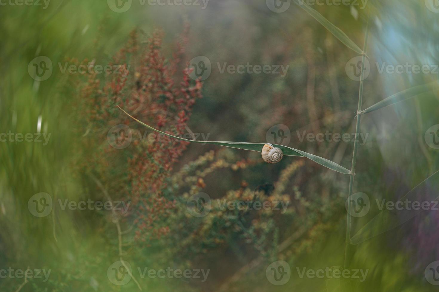 snail on a bush in an autumn day natural minimalist bokeh background photo