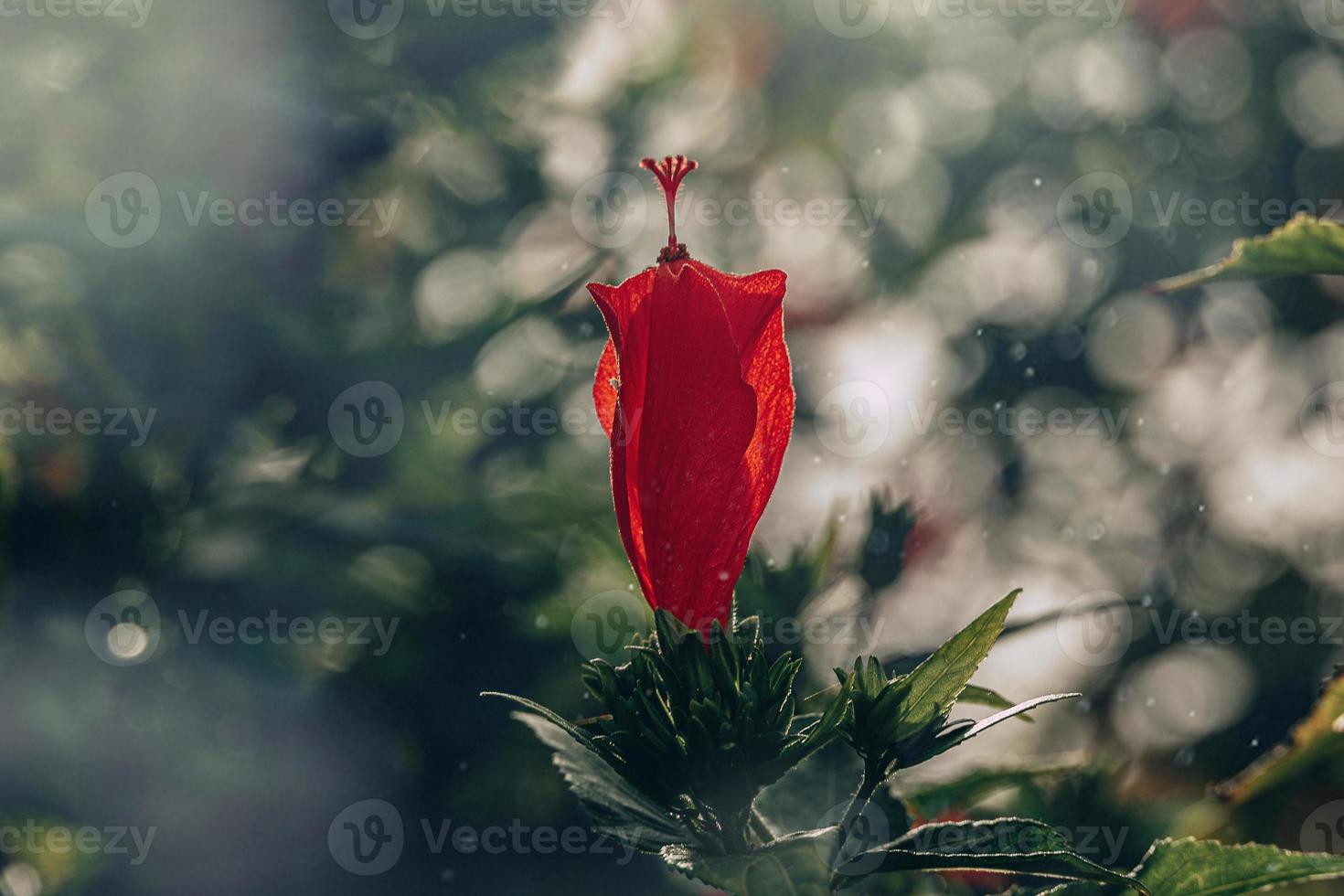 hibiscus flower on a green tree in the warm rays of the sun photo