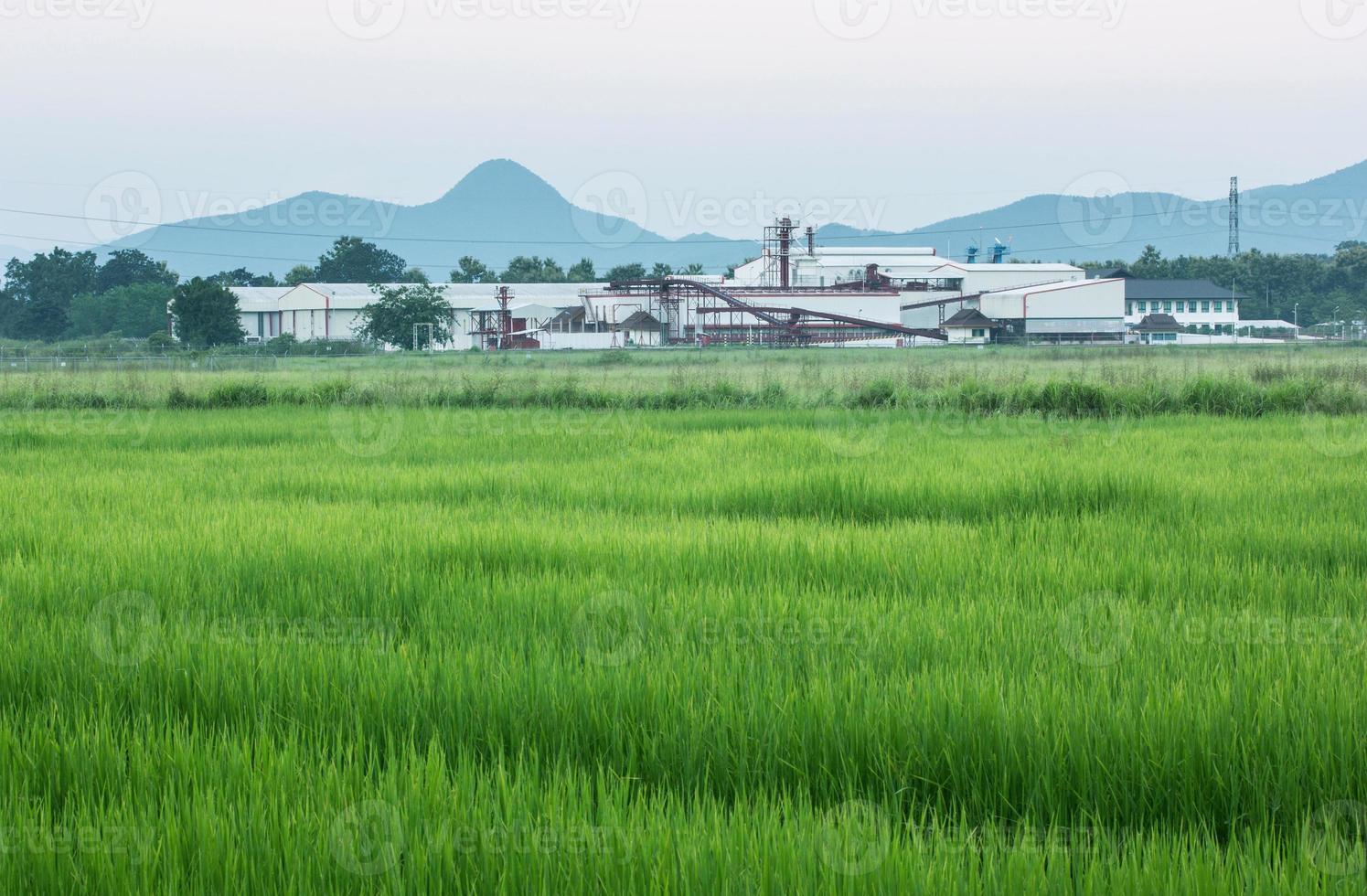 factory agriculture and the blue sky with rural area rice fields photo