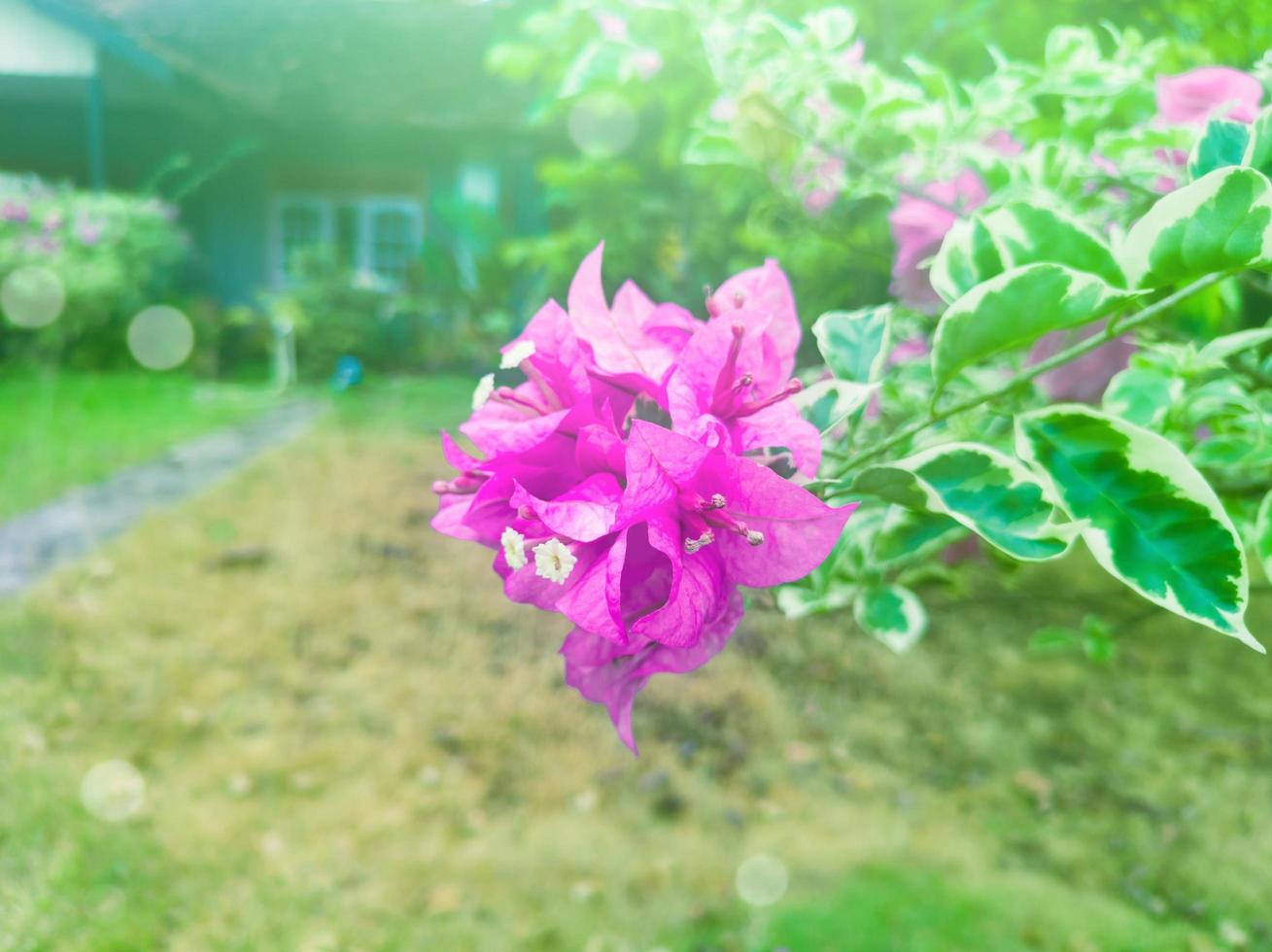 Bougainvillea flowers for ornamental plants in the garden with sunshine photo