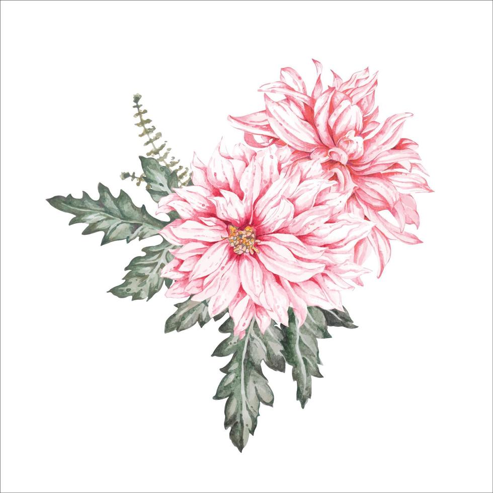 Pink chrysanthemum painted by watercolor.pink flowers isolated on a white background.Floral illustration, botanical elements.For decorating vintage style invitation cards vector