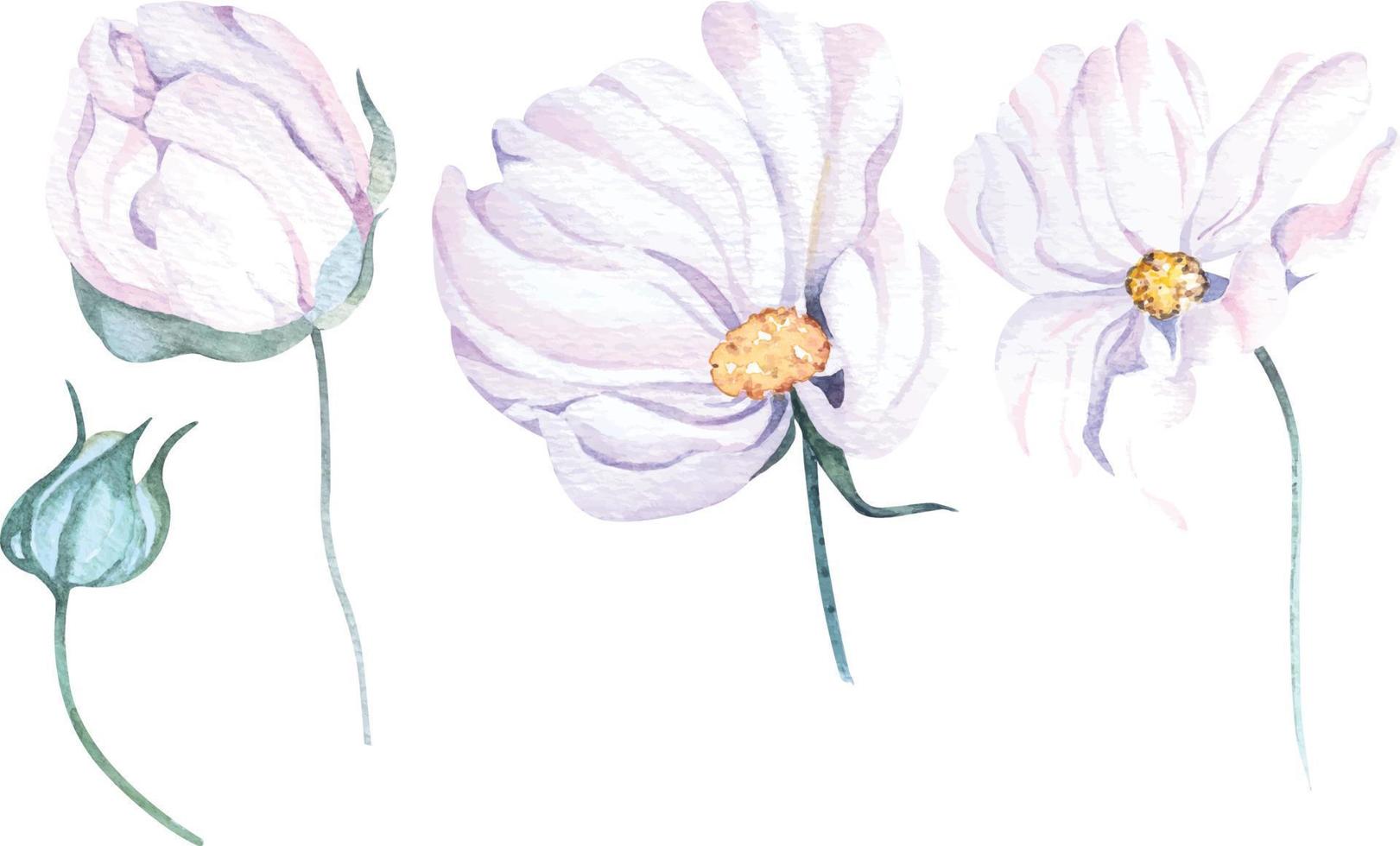 blanco flor de cosmea.acuarela mano dibujado cosmos flor.para invitación tarjetas o Boda tarjetas vector