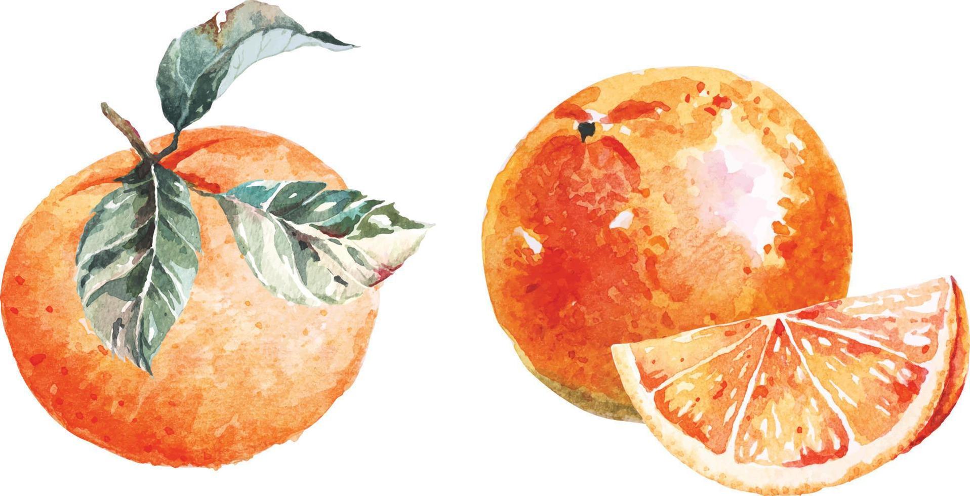 Oranges painted with watercolors.Natural food fruit. Citrus fruit.Illustration of mandarin. vector