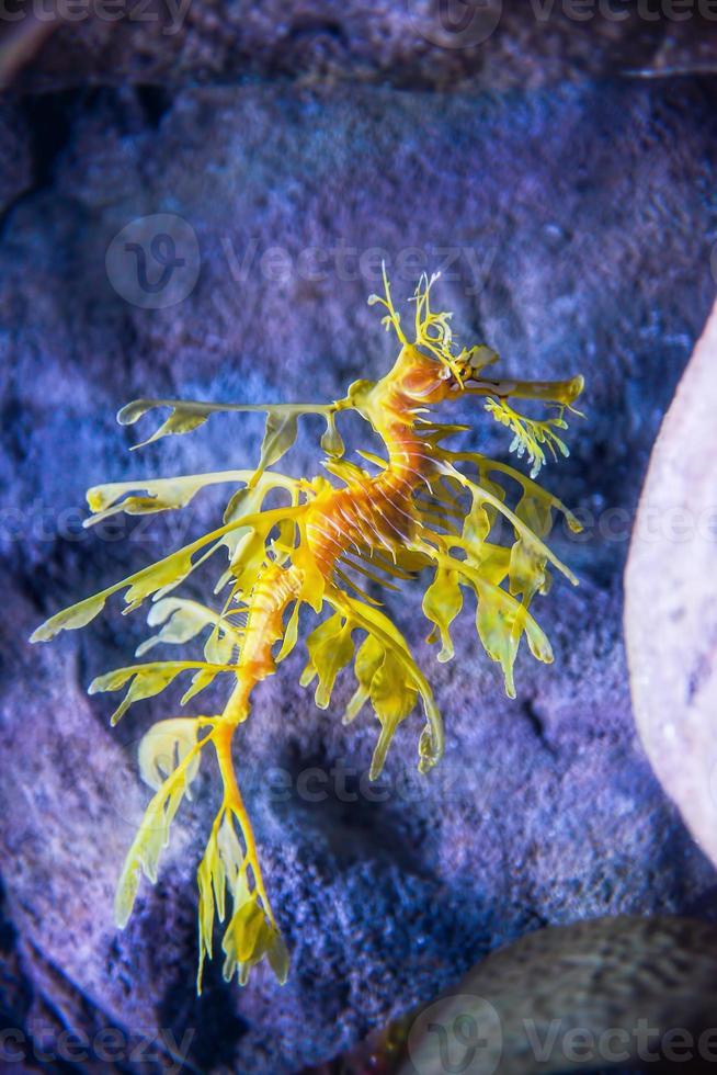 Leafy Sea dragon photo