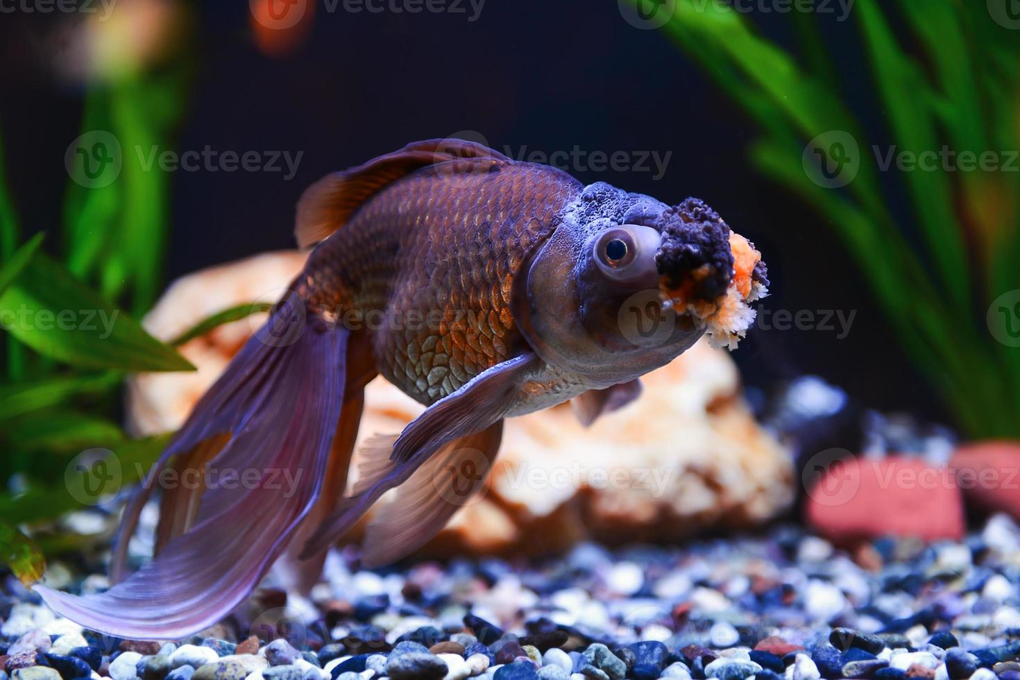 Goldfish in water tank photo