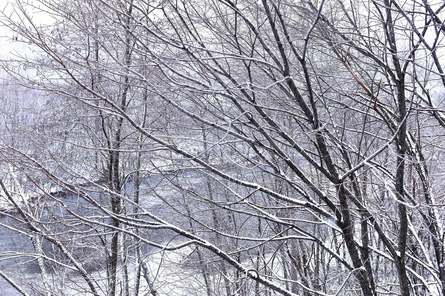 tree covered with snow in winter photo