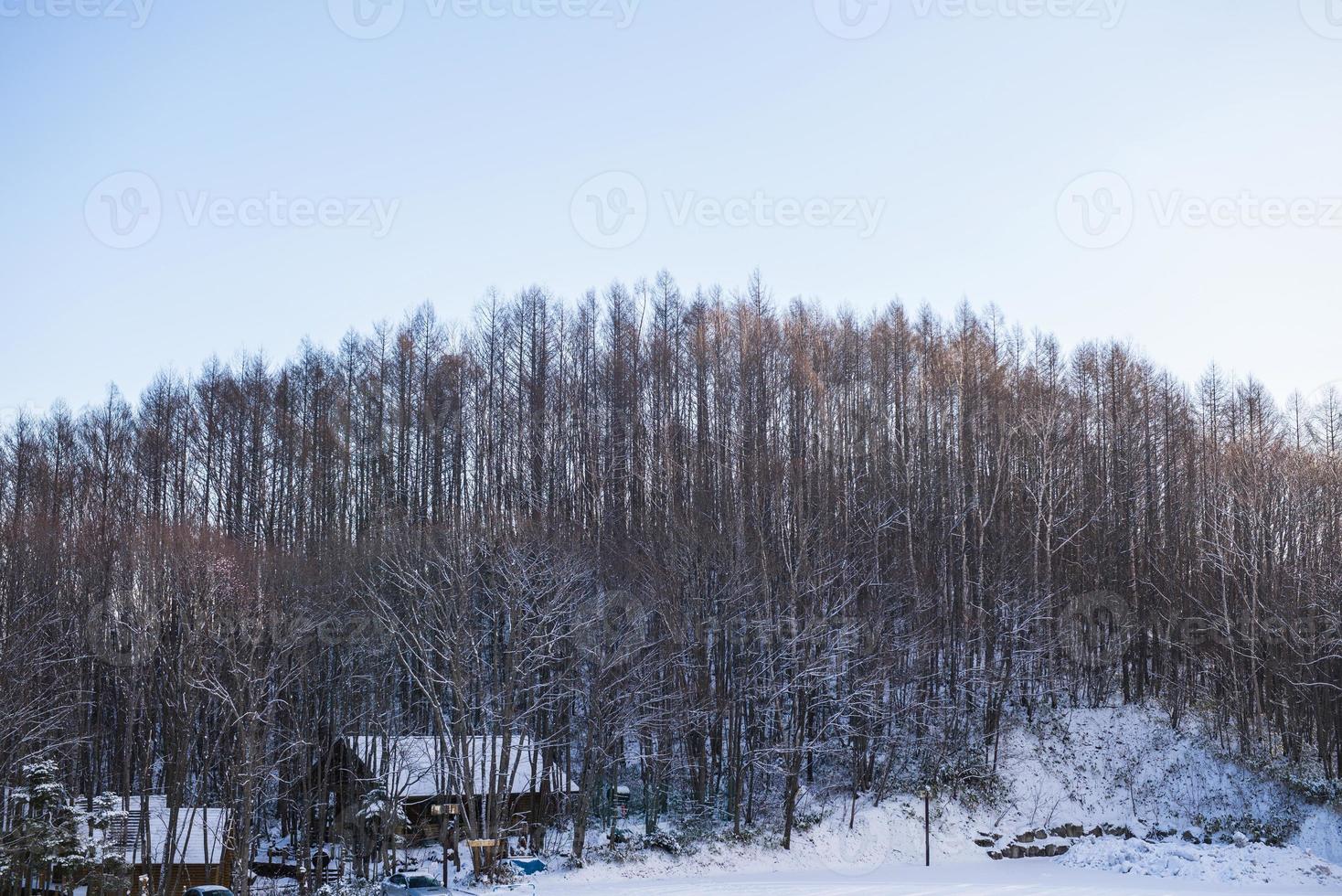 Beautiful landscape of Pine tree in winter season photo