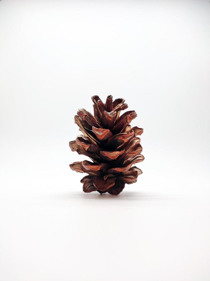 cedar pine cone standing isolated on white background photo