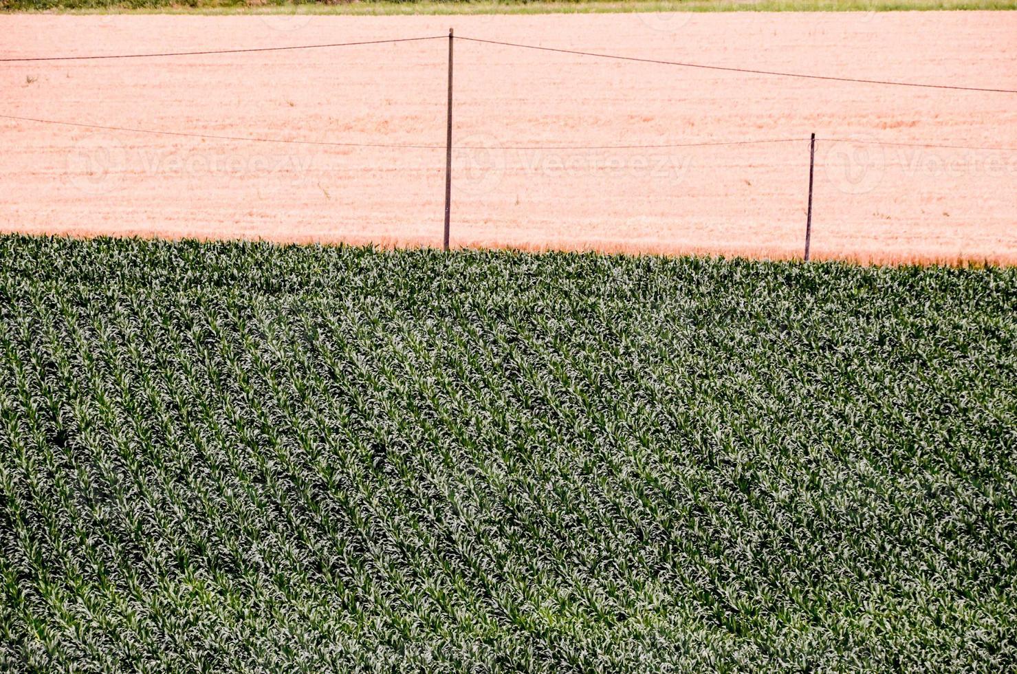 Grass and sand background photo