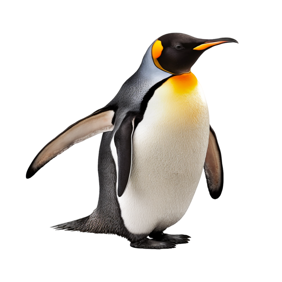 süß Pinguin Weiß Bauch schwarz Pinguin schön Pinguin png