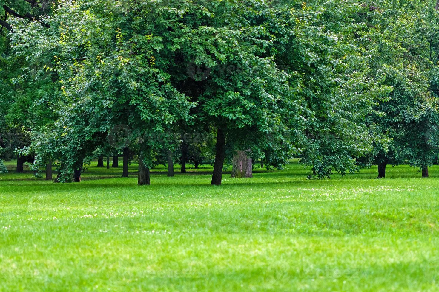 green trees and grass in summer park photo