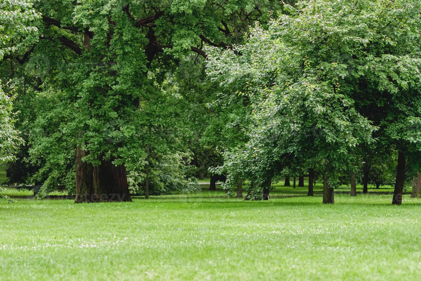 green glade with deciduous trees in city park photo