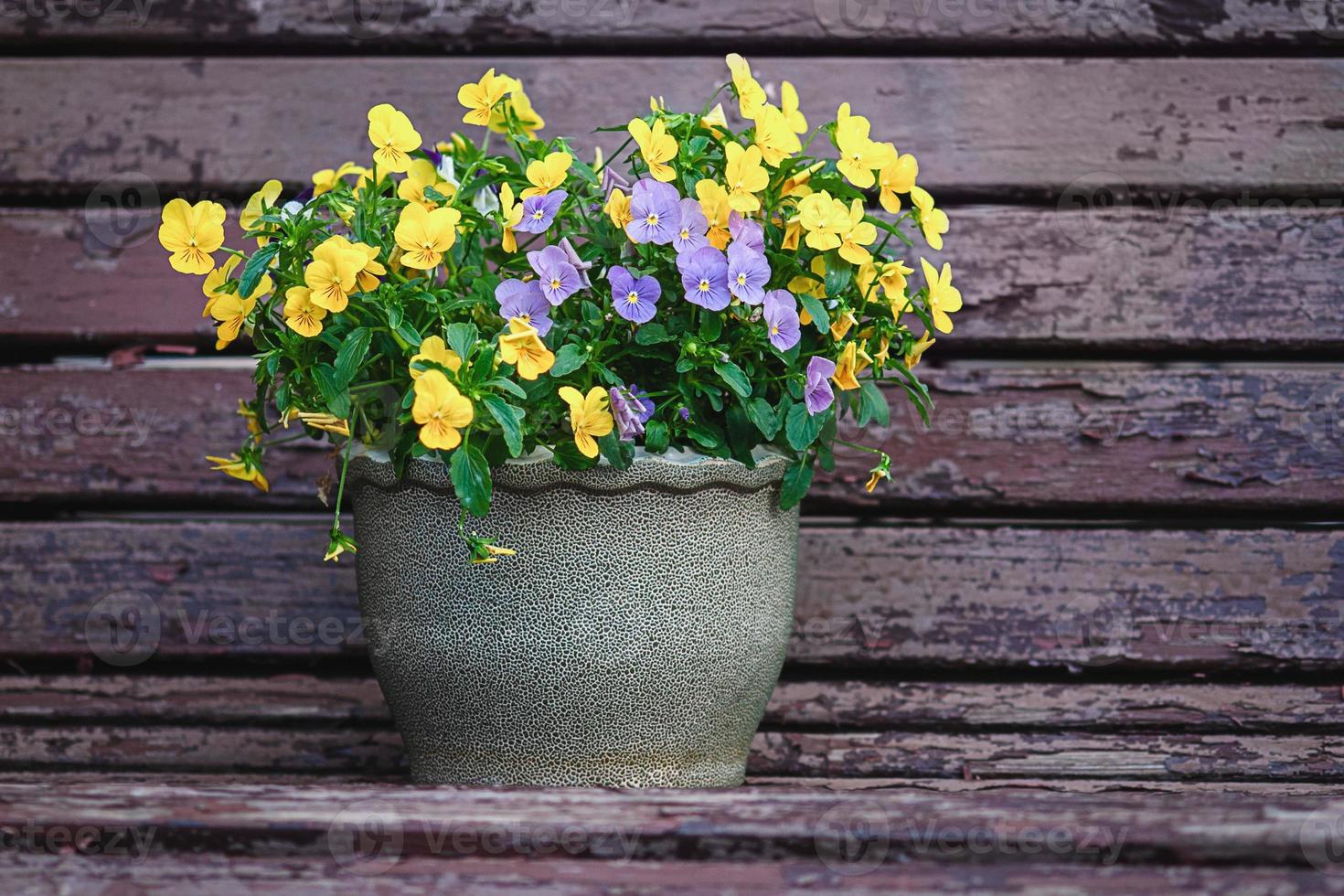 Yellow and purple pansy flowers in the flower pot photo