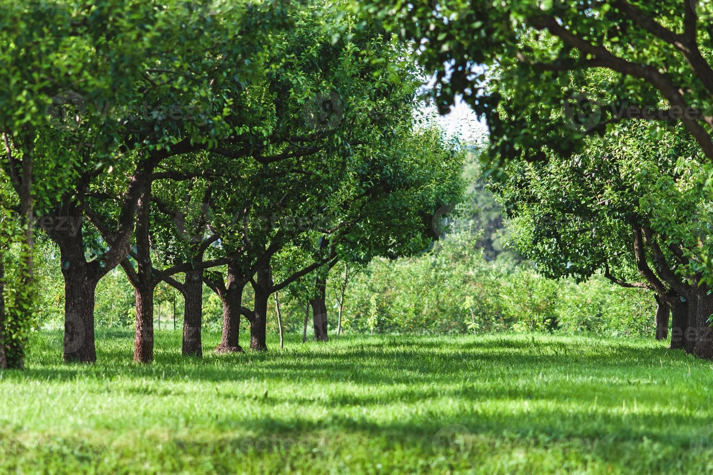 green orchard with pear trees growing in rows photo