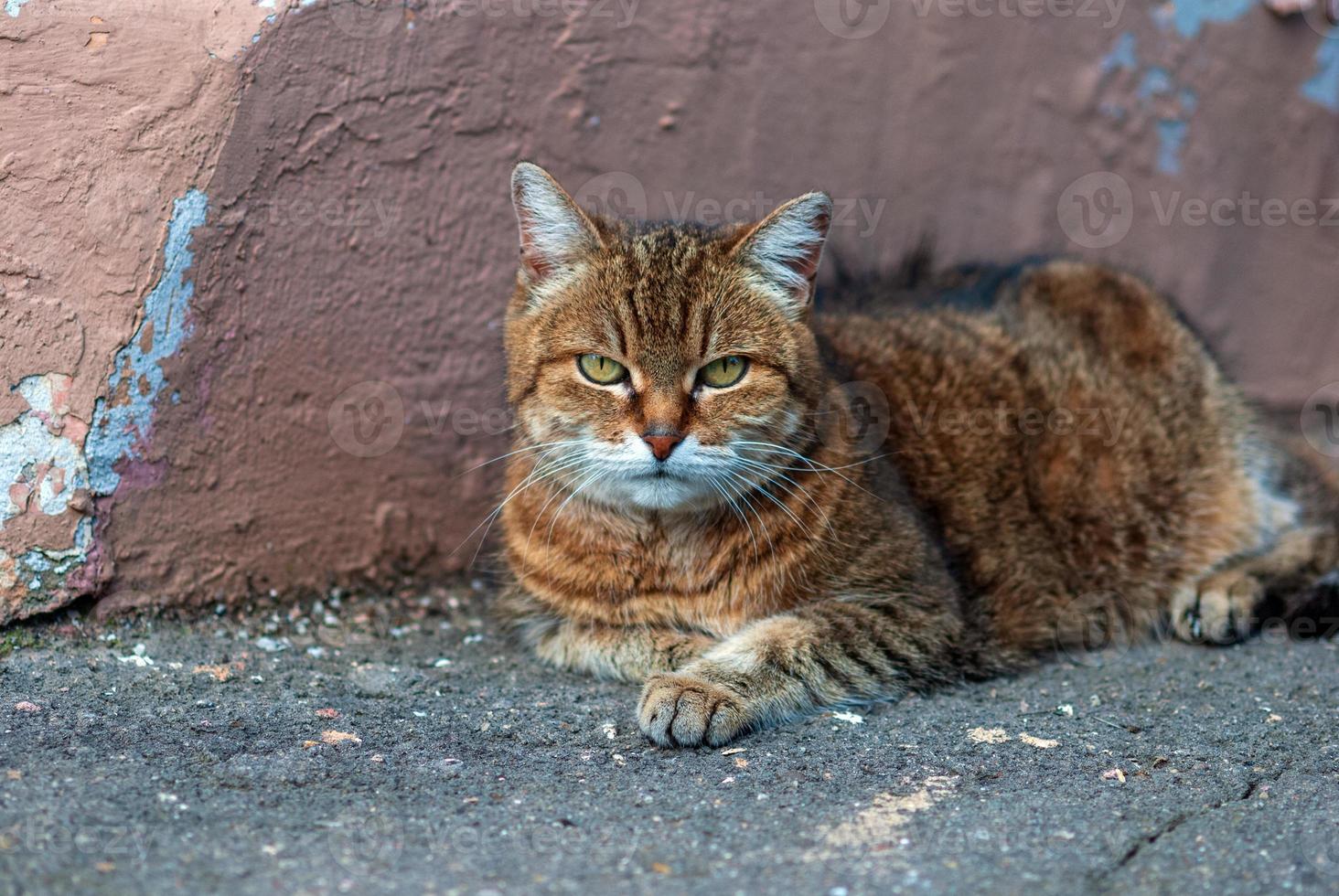 cat lies by the wall on asphalt sidewalk on the street photo