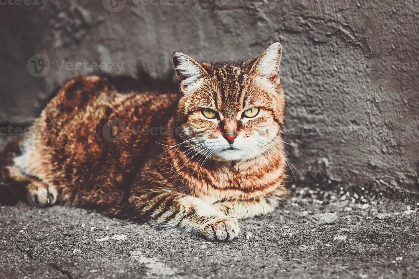 Stray cat portrait against gray stone wall photo