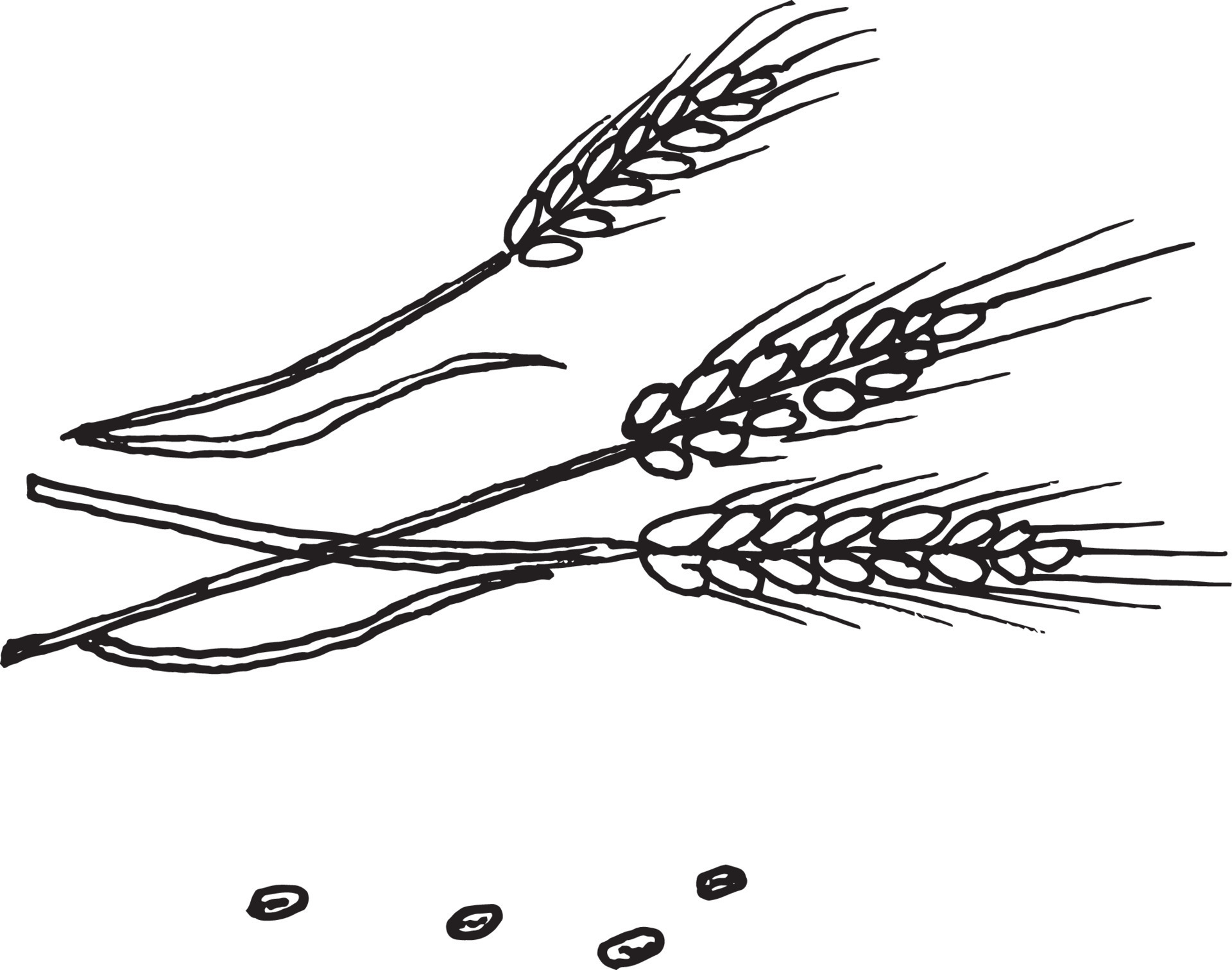 hand-drawn-wheat-realistic-wheat-ear-black-and-white-sketch-of
