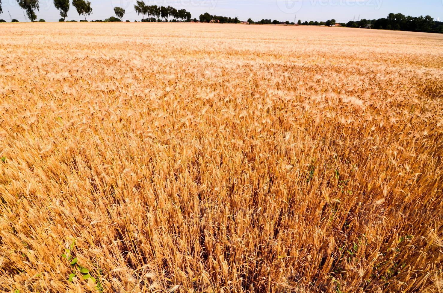 Textured Wheat Field photo