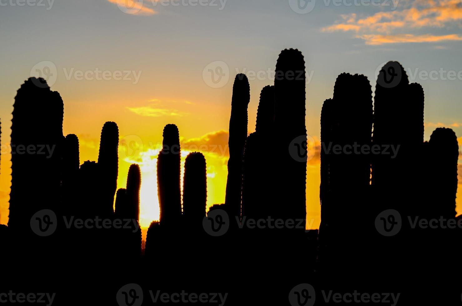 Cacti in the desert photo