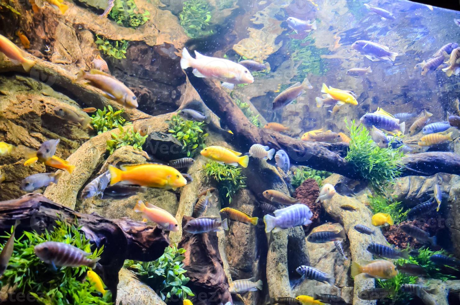 A beautiful underwater view photo