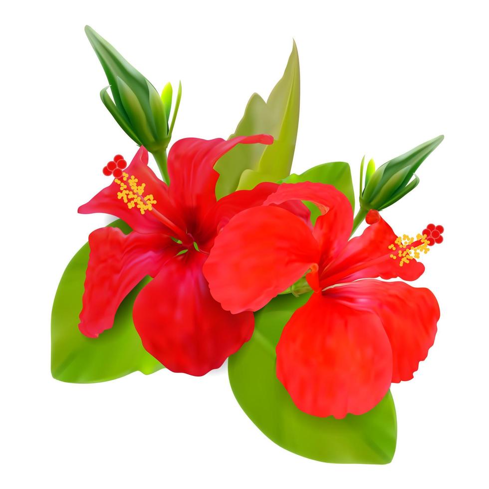 Realistic Detailed 3d Red Hibiscus Flower Set. Vector