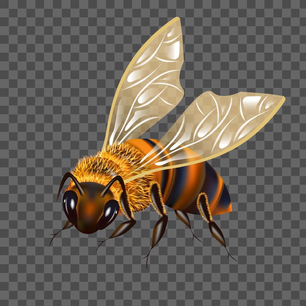 Realistic Detailed 3d Honey Bee. Vector