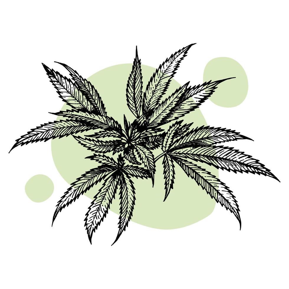 A beautiful sprig of cannabis. Botanical illustration in the style of line art. Plant engraving. Minimalism poster vector