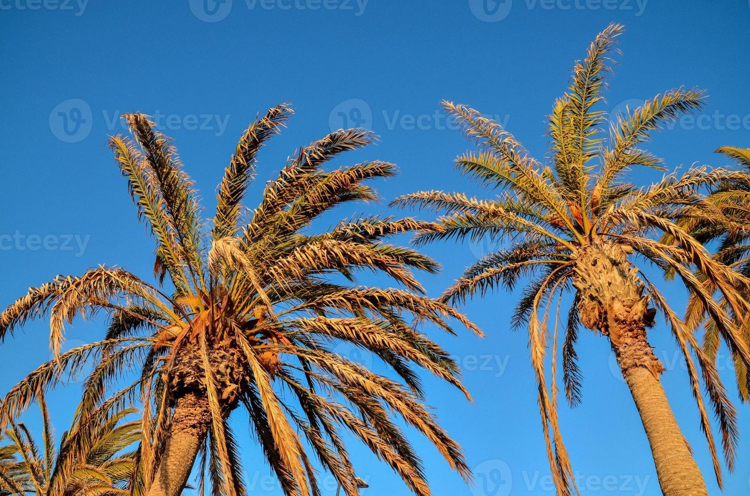 Tropical palm trees photo