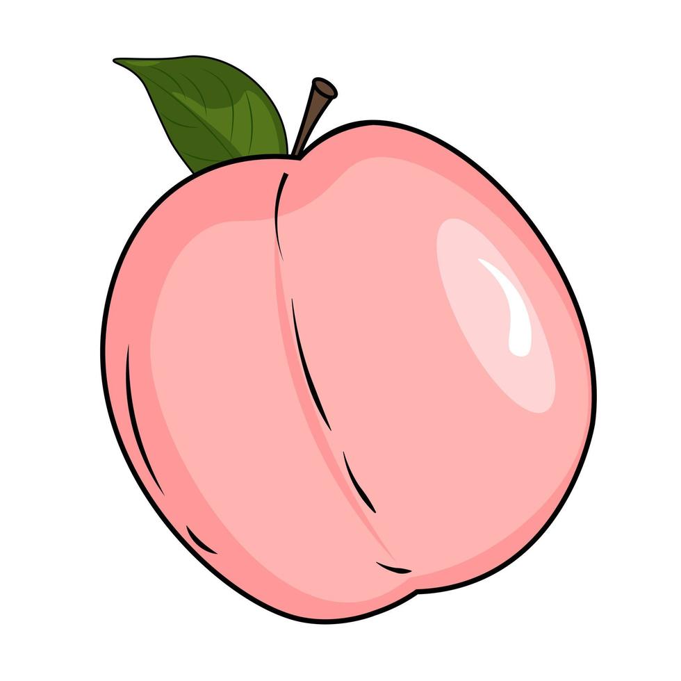 vector illustration of a peach fruit