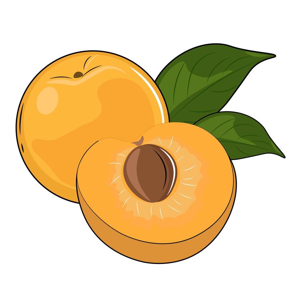 vector illustration of an apricot fruit