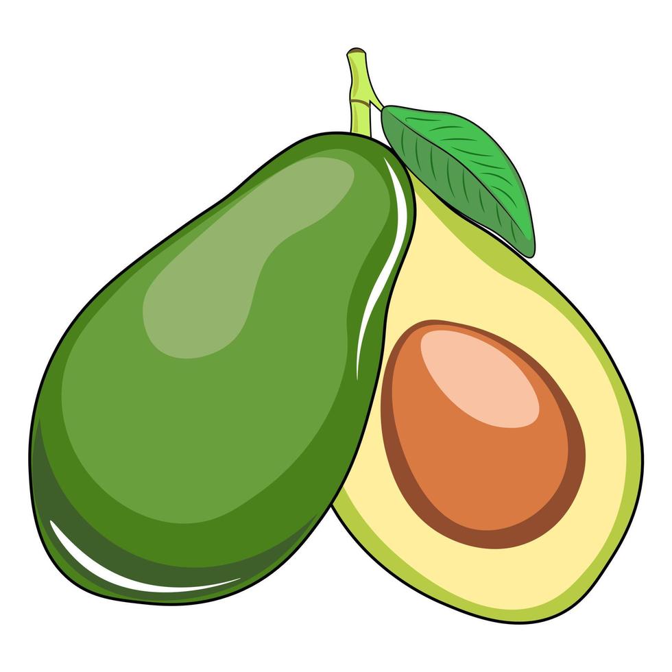 vector illustration of the avocado fruit