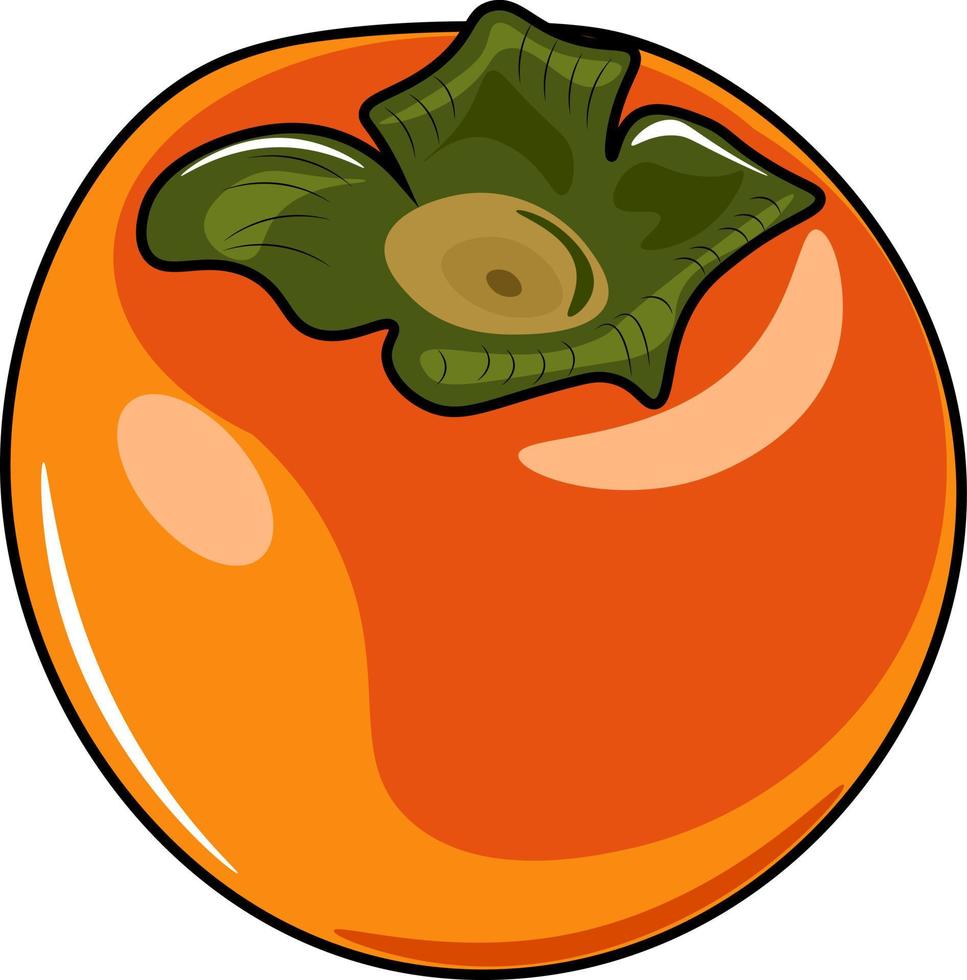 vector illustration of persimmon fruit