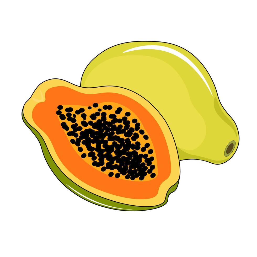 vector illustration of a papaya fruit