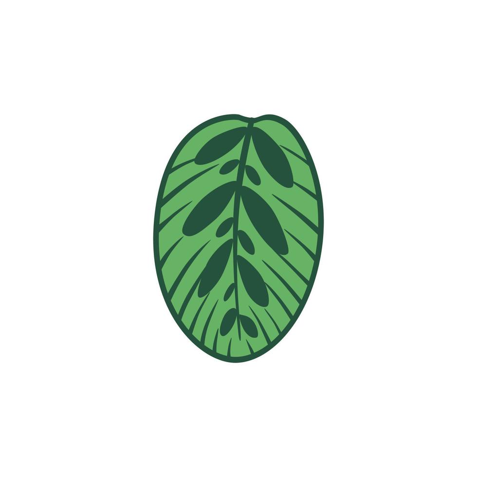 vector dibujos animados ilustración de calathea makoyana hoja.