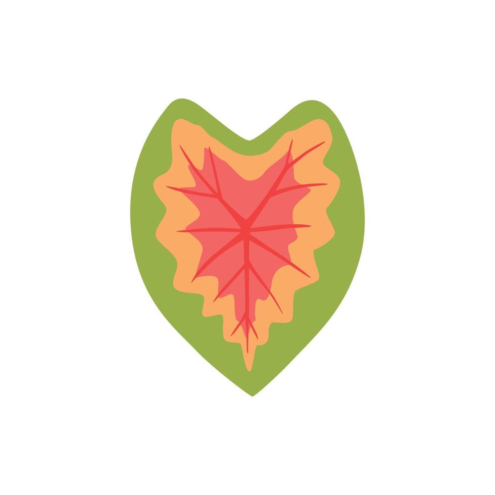 Caladium, flower with colorful leaves. vector