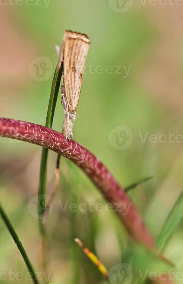 Grass veneer moth sits on top of a dandelion stem to blend in with the background photo