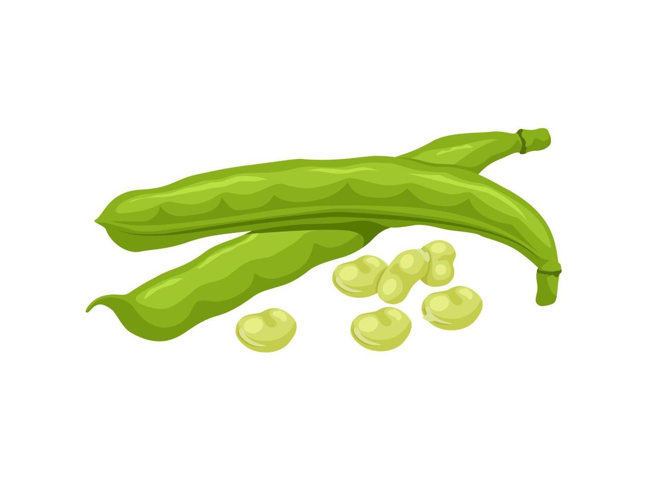 Vector illustration, broad beans or Vicia faba, isolated on white background.