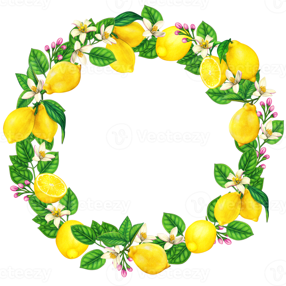 Elegant watercolor lemon wreath png