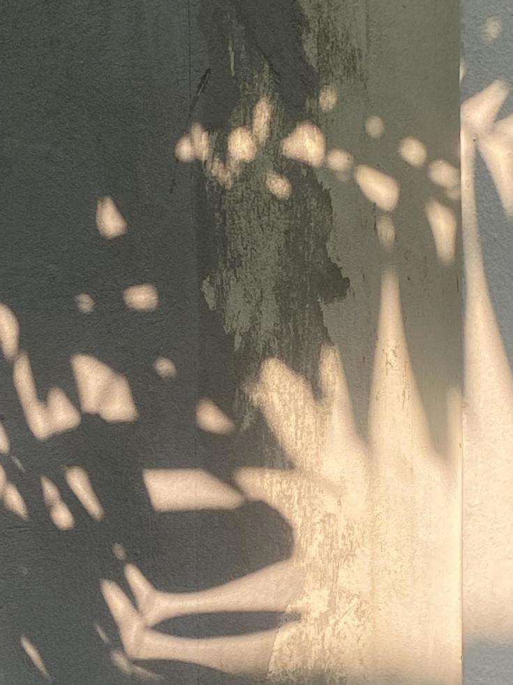 Leaves shadow background on concrete wall texture, leaves tree branches shade with sunlight photo