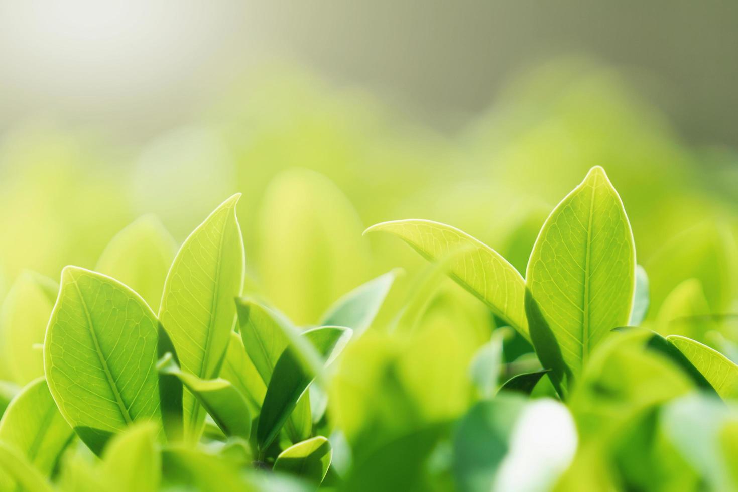 select focus green leaf with sunshine background photo