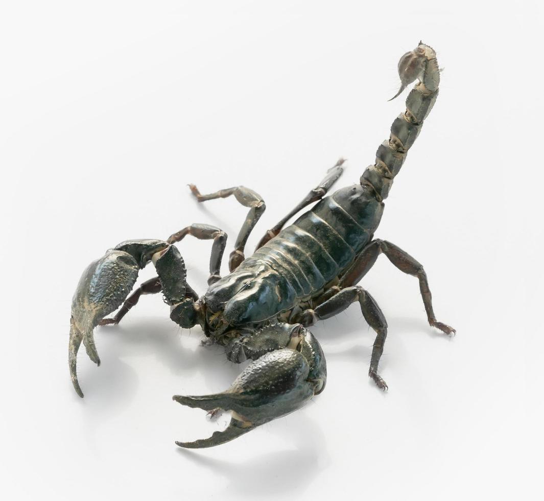 scorpion isolate on white background photo