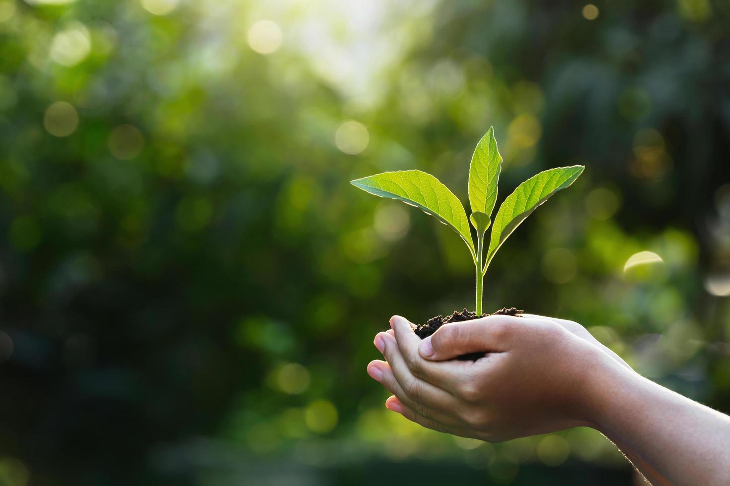 hand children holding young plant with sunlight on green nature background. concept eco earth day photo