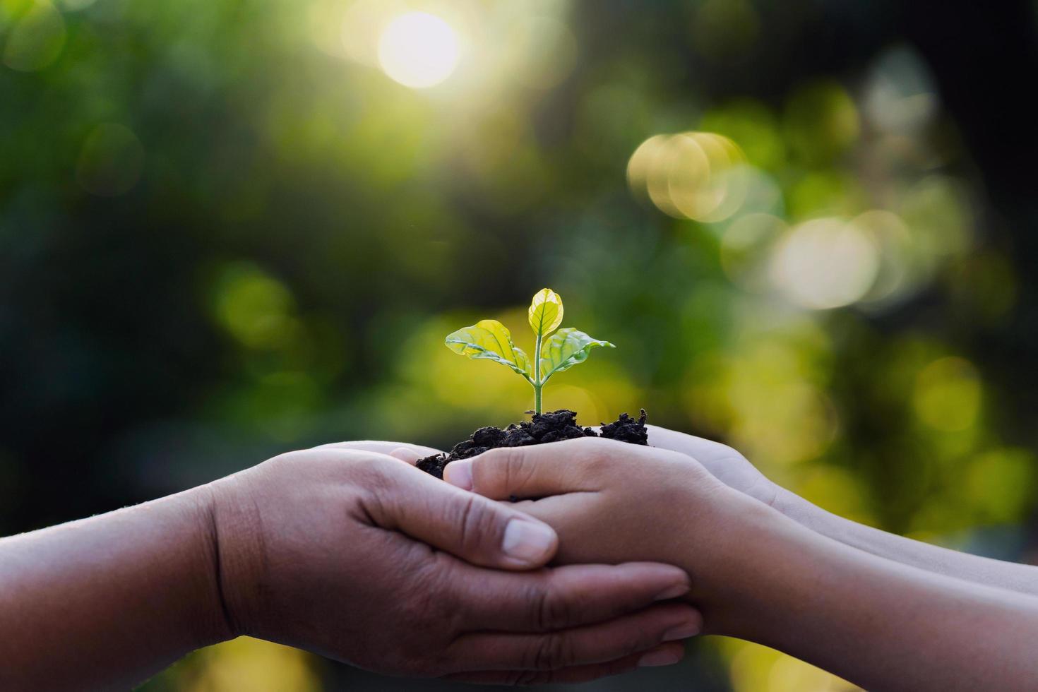 mother and child holding young plant with sunlight on green nature background. concept eco earth day photo