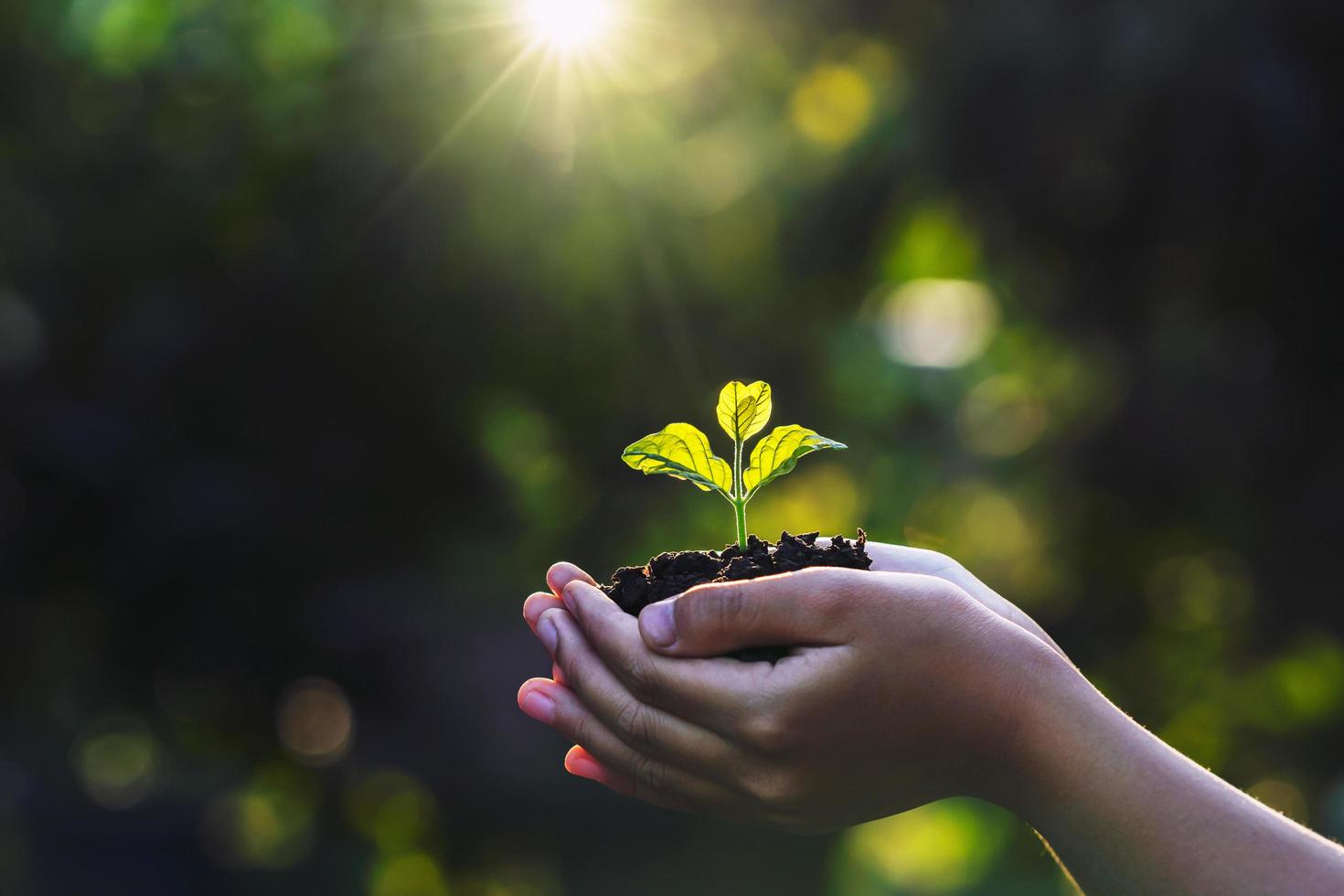 hand children holding young plant with sunlight on green nature background. concept eco earth day photo